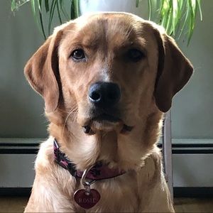 Meet your Posher, Patti